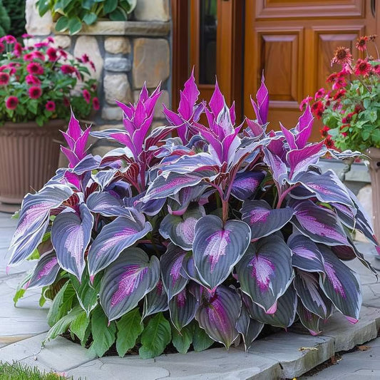 🔥🔥Premium Rare Hosta Seeds🌿Shade-Tolerant Plant