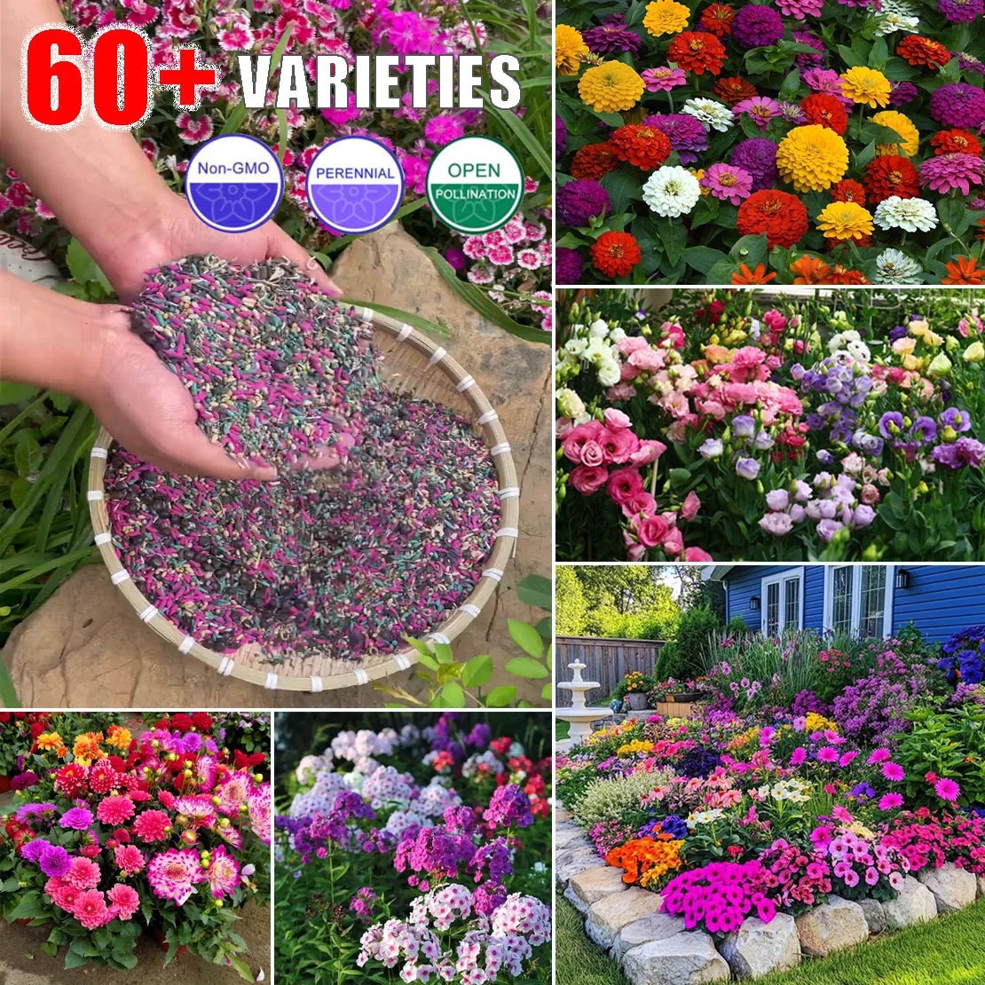 Get 15% off orders over $50 Get it 🔥Four Seasons Flower Seeds – Over 60 Mixed Perennial Varieties🌸 Buy 2 get 10% off,Buy 4 get 20% off,Buy 6 get 30% off