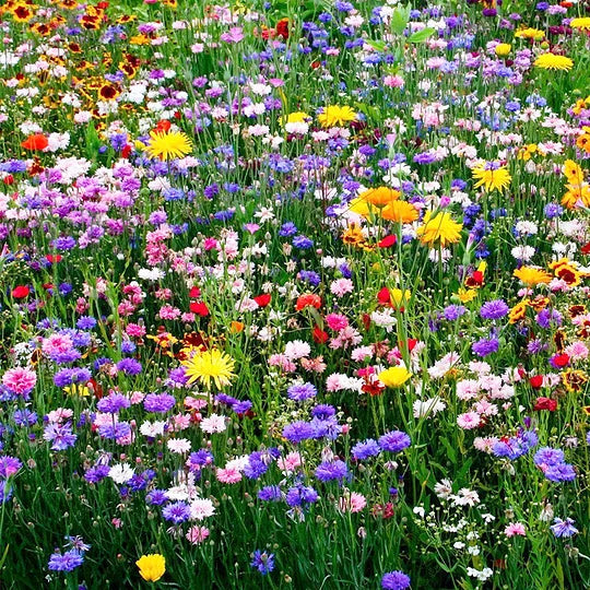 Get 15% off orders over $50 Get it 🔥Four Seasons Flower Seeds – Over 60 Mixed Perennial Varieties🌸 Buy 2 get 10% off,Buy 4 get 20% off,Buy 6 get 30% off