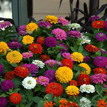 Get 15% off orders over $50 Get it 🔥Four Seasons Flower Seeds – Over 60 Mixed Perennial Varieties🌸 Buy 2 get 10% off,Buy 4 get 20% off,Buy 6 get 30% off